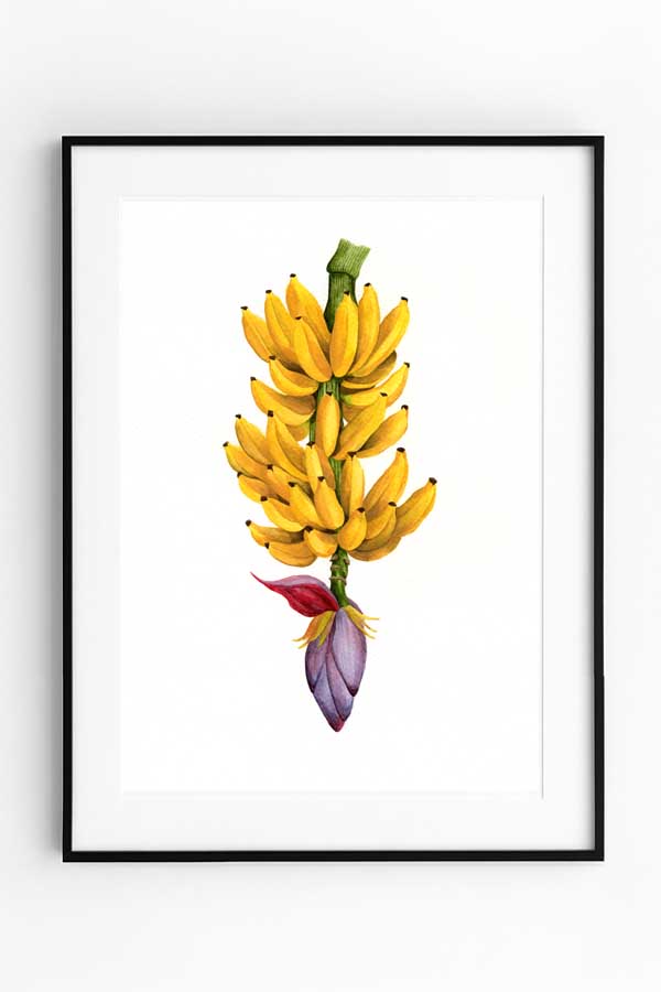 Cacho de Banana Cacho de Banana